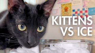 KITTENS VS ICE (I don't think they like it..)