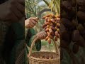 dates #asmr #ghibli #trending #viral #shorts #youtubeshorts #viralvideo #ai
