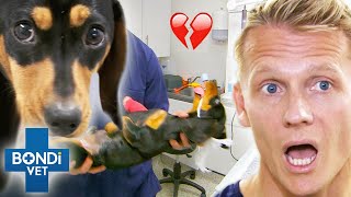 Top 5 Dachshund's Mystery Illnesses 🥺🐶 Bondi Vet Compilation | Bondi Vet