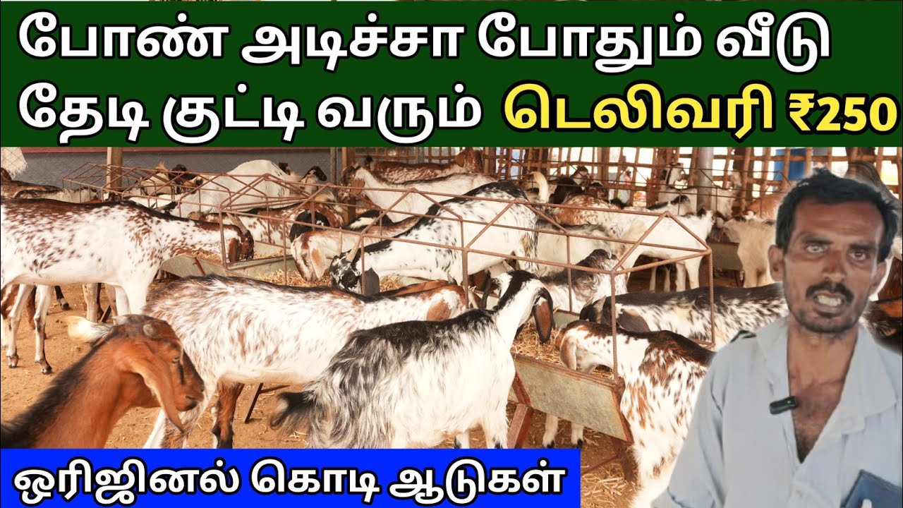 ரூ.7500 முதல் ஒரிஜினல் கொடி ஆட்டுக்குட்டி விற்பனைக்கு | எட்டையபுரம் கொடி ஆட்டுக்குட்டிகள்