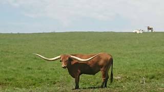Tour of a Texas longhorn farm in Ohio screenshot 3