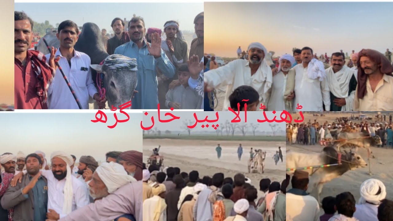 New bull rase February 14, 2026خان گڑھ ڈھنڈ آلا پیر میلہ مالک صفدر گوندل بمقابلہ پاک دوست گروپ 