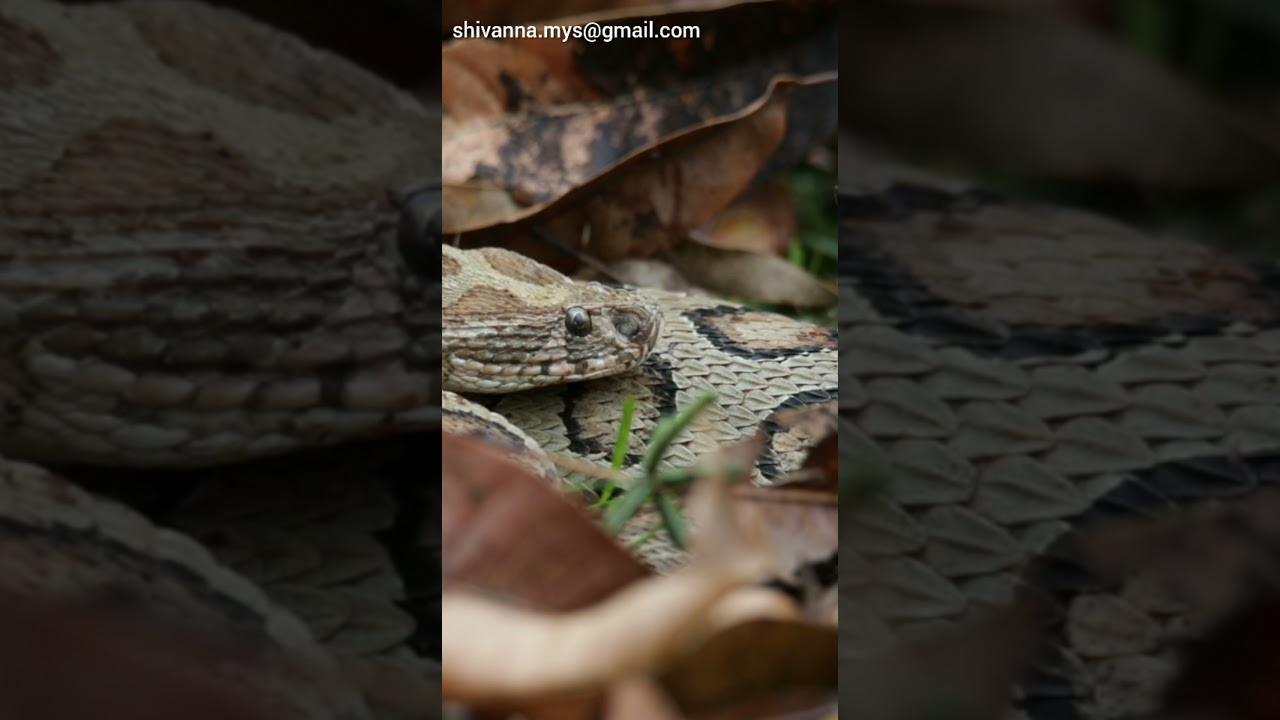 Viper bite shocking bite to men who caught viper in a temple of