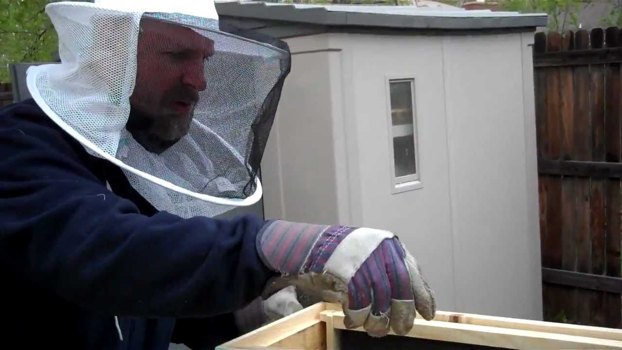 Bee hat makes you invincible! 6