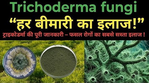ट्राइकोडर्मा क्या है?"फसलों को रोग-मुक्त कैसे बनाएं"#TrichodermaFungi #FarmingIndia #OrganicSolution