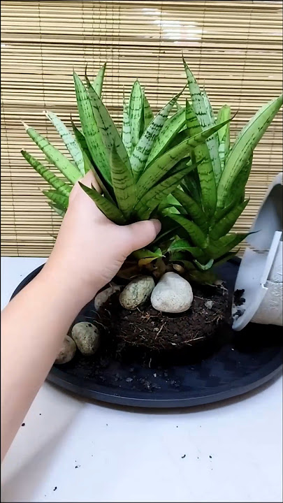 Repot and Arrange Sansevieria Gabriella Hybrid🪴 #rectangularplanter #homedecor #plantdecor