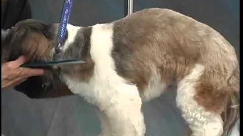 How to Groom Shih Tzu   Jodi Murphy Instructional ...