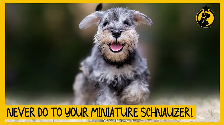 5 Things You Must Never Do to Your Miniature Schnauzer - DayDayNews