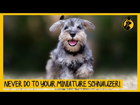 Videó: Miniatűr schnauzer ápolás stílusok