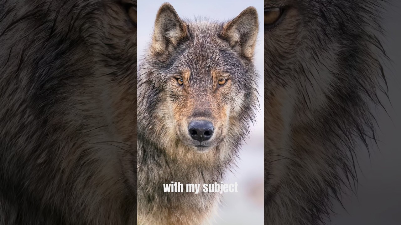 Best Setup for Wildlife Photography. 