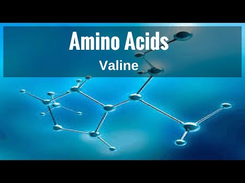 Amino Acids - Valine
