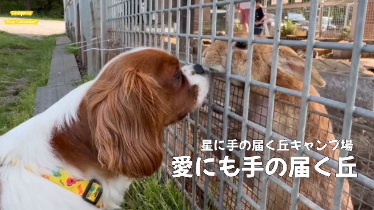 キャンプでうさぎ小屋に入り浸る犬 - 星に手の届く丘キャンプ場【犬連れ北海道キャンプ キャバリア】