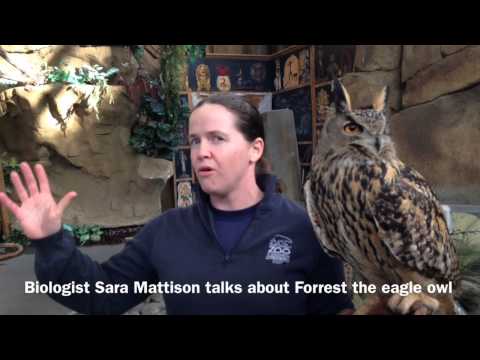 Forrest the eagle owl