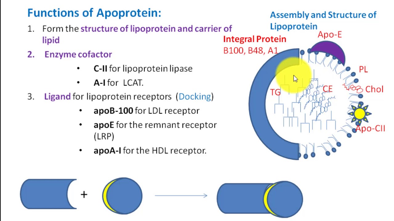 Apoprotein Types Function And Their Assembly Into Lipoprotein Apoprotein Types Function And Their Assembly Into Lipoprotein