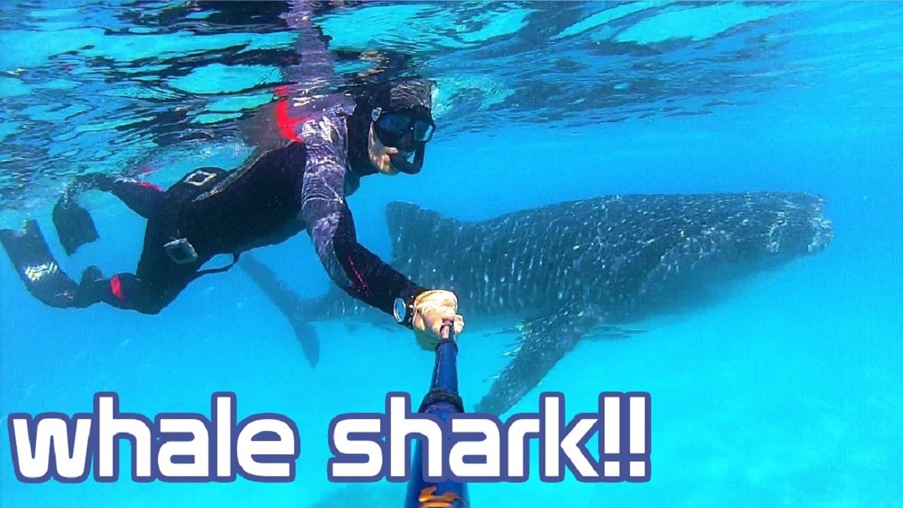 breathing exercise Oslob Philippines - EPIC Whale shark Encounter