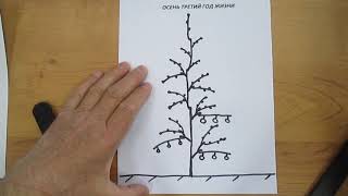 Formation of coliform apple tree