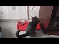 Гранулки НАВСЯКЪДЕ #cat #веселыекоты