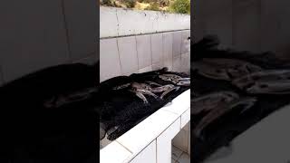 Con Las Tripas Afuera