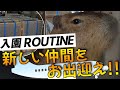 【入園ルーティン】動物が空港から動物園に入園するまでを大公開！！【カピバラ】Capybara Admission routine