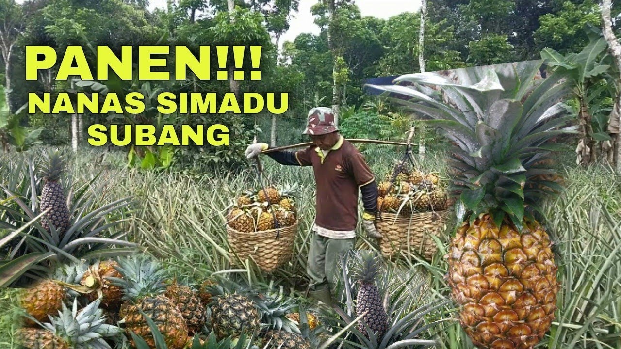 Panen Nanas Simadu Ciater Subang Langsung Makan Dan petik Dikebunnya|ciater subang
