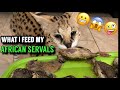 WHAT I FEED MY AFRICAN SERVALS CAT 🐈