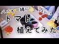 【パパと一緒に】トマト育ててみた part1【種からトマト！】