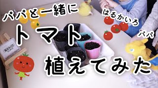 【パパと一緒に】トマト育ててみた part1【種からトマト！】