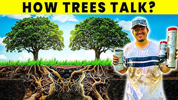 This is How Trees Can Communicate