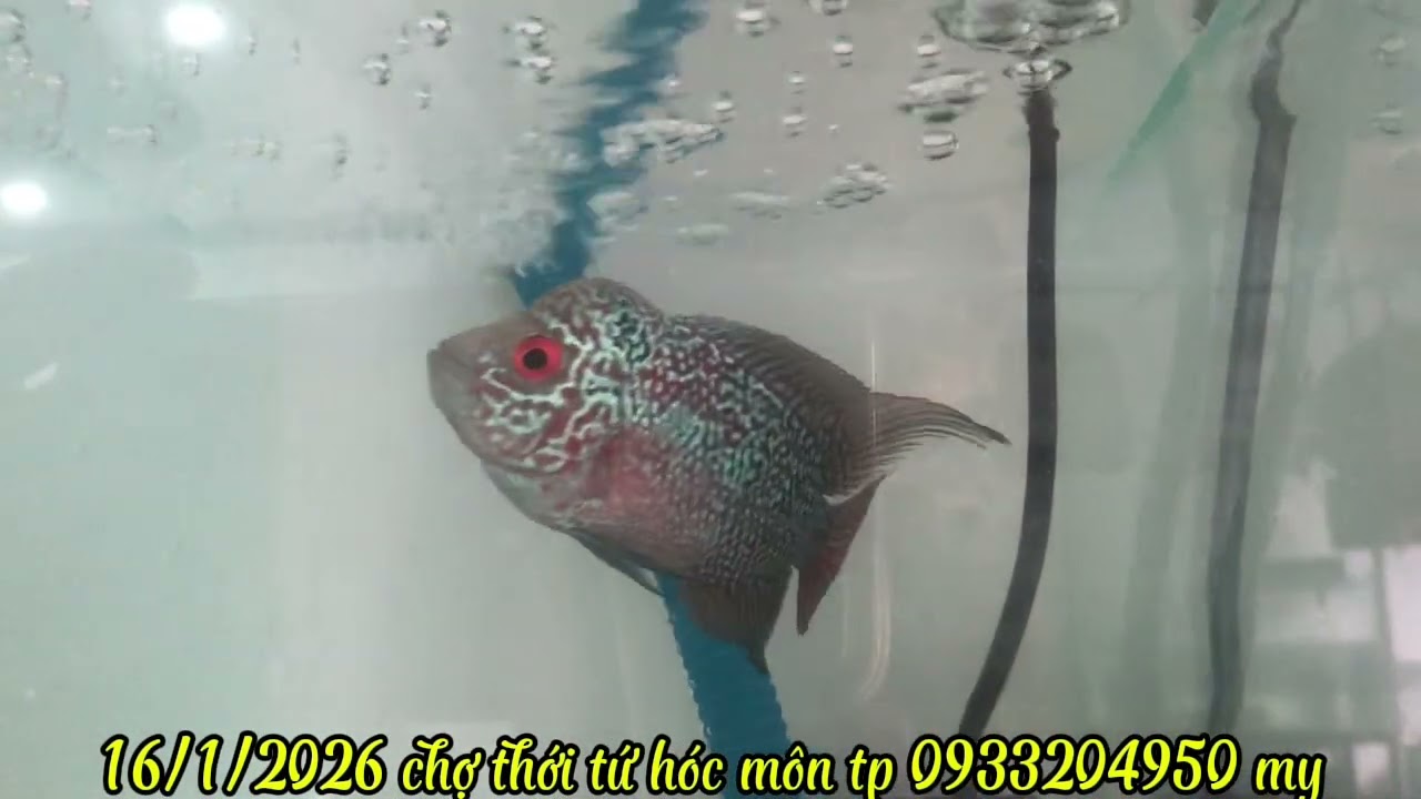 16/1/2026 thanh lý lòng