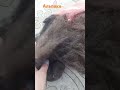 Шерсть Альпака для валяния и прядения. 50 грамм цена 350 руб+79030300712 #шерстьальпака