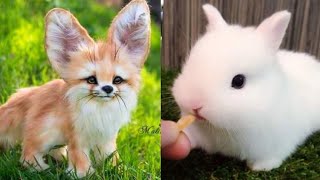 Cute baby animals Videos Compilation cute moment of the animals - Cutest Animals #35