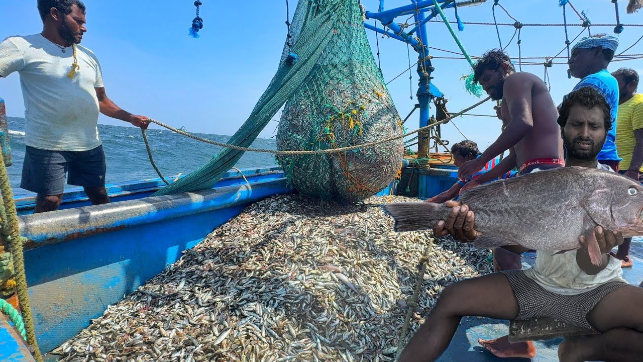 Ohh❗3000 kg Fishes in Single Haul 💢 Trawler Net Fishing | Muthunagar meenavan 