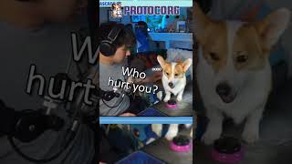 When A Corgi Gets No Treats