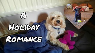 Cavapoochon & Patterdale Terrier Meet And Live Together For A Week 💕🐾 by Pawsonal Pet Care 195 views 9 months ago 7 minutes, 17 seconds