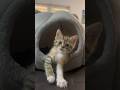 لطافة لا تنتهي 😭❤️ || Just CUTE