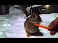 Hand Feeding a Wild Rabbit 2015 02 10