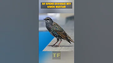 Клюв скворца меняет цвет в зависимости от периода