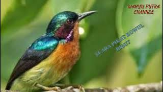 SUARA PIKAT KOLIBRI WULUNG