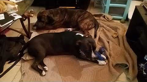 Large Chewbrush Already going to pieces in 10 minutes.