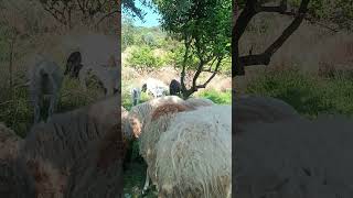 Oğlak Ve Kuzu Sağlığı