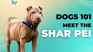 Shar Pei | Description, Temperament, & Facts