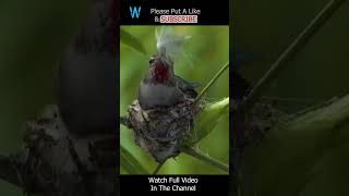 Anna&#39;s Hummingbird Nesting &amp; Feeding #shorts #hummingbird