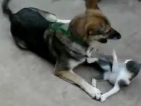 super gato.flv