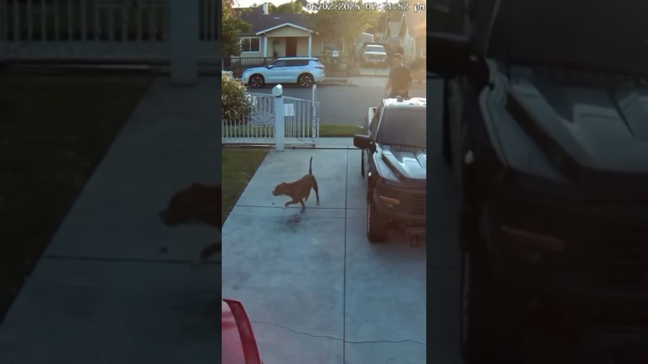 They Ran From ONE Dog Funny Lmao Wtf