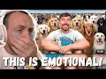 THIS IS EMOTIONAL! MrBeast I Adopted 100 Dogs! (FIRST REACTION!!!)