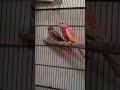 beautiful budgie parrots #usa #iran #pakistan #war #birds #viral #news #shorts