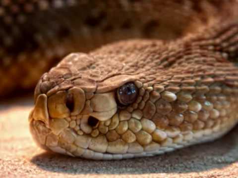 rattle sound rattlesnake