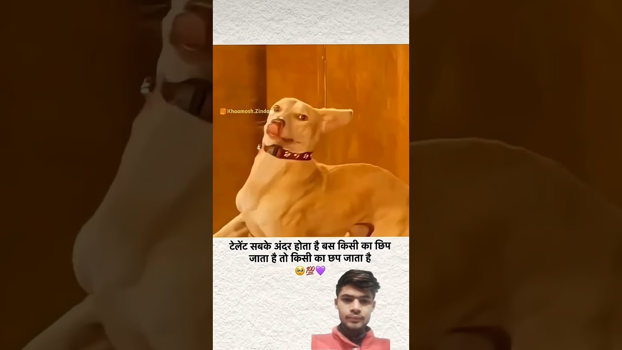 Dog help video🥰🫡