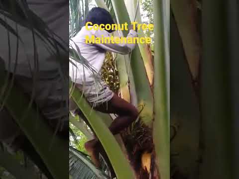 Video: Kokosriekstu koku mirstība - uzziniet par dažāda veida kokosriekstu problēmām un ārstējiet tās