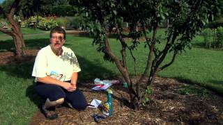 Removing Cytospora Canker from Plums